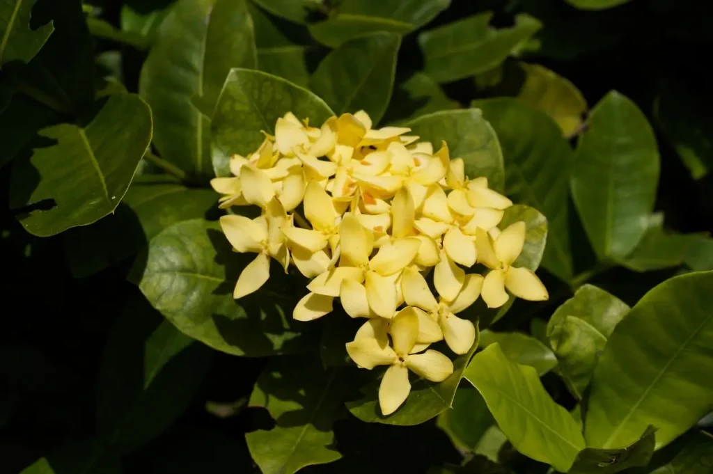 Ixora shrub green leaves in yellow shade
