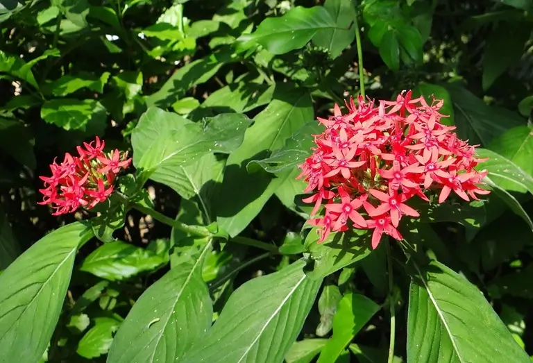 A compact Pentas plant in a garden