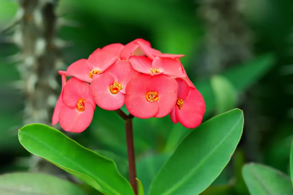 Red Euphorbia Milii flowers blooming on a thorny stem