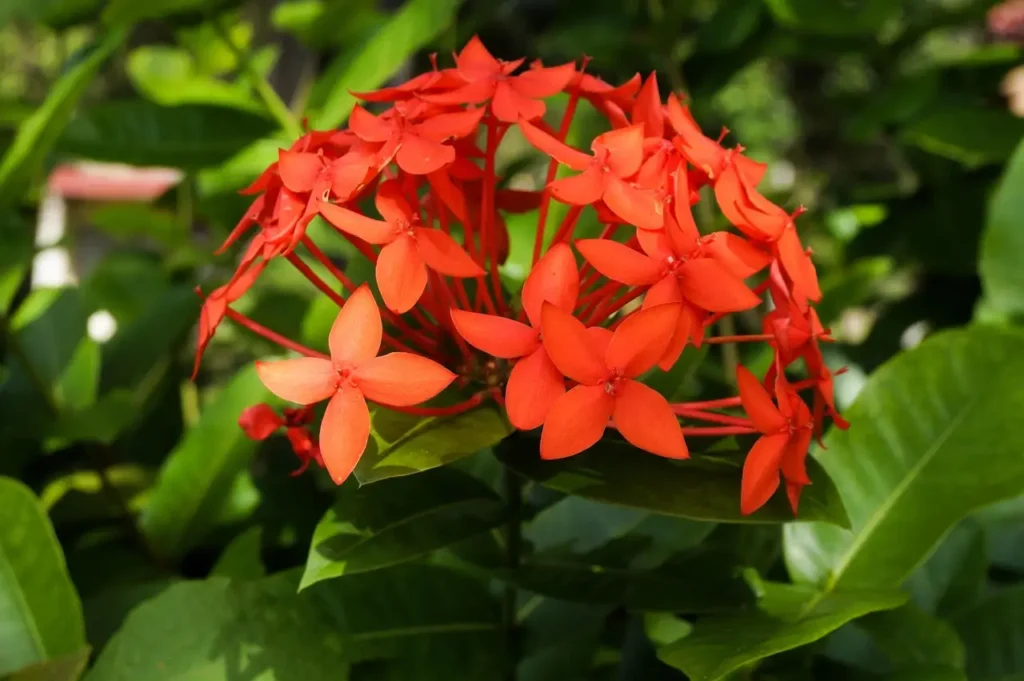 Round cluster of red Ixora flowers in a terrace garden