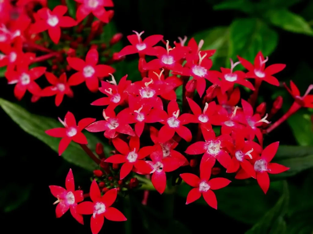 Red star-shaped clusters blooming