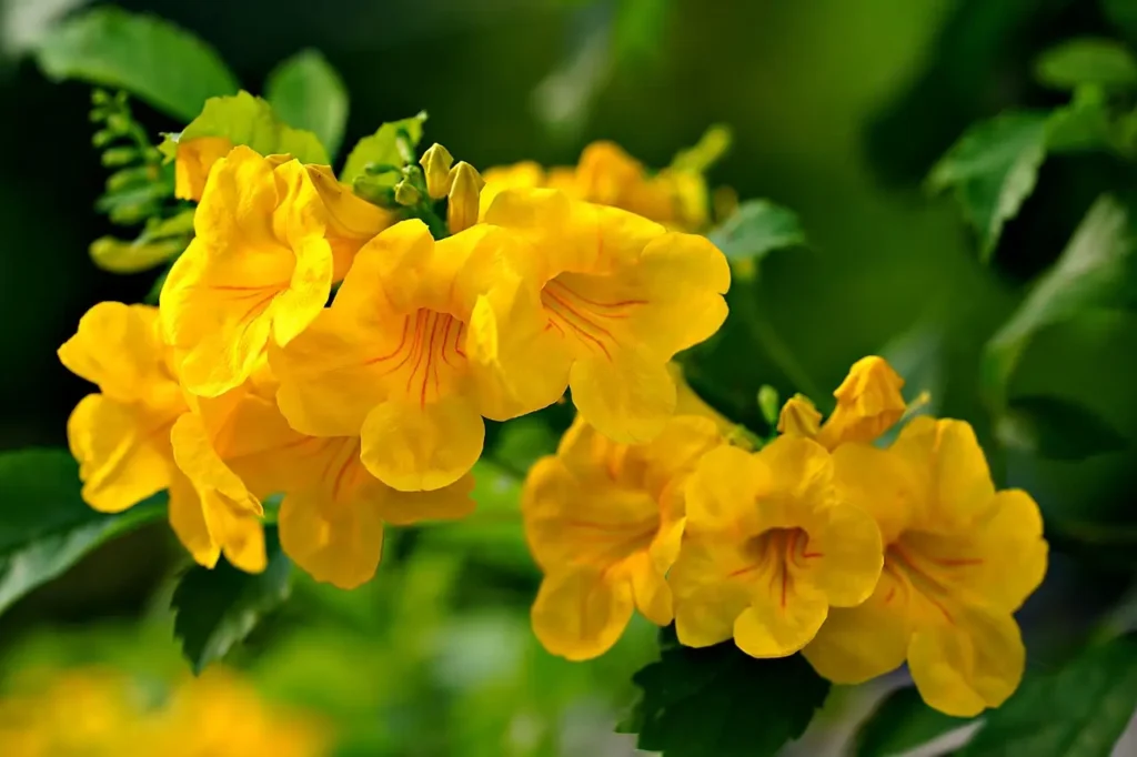 Tecoma plant full of flowers