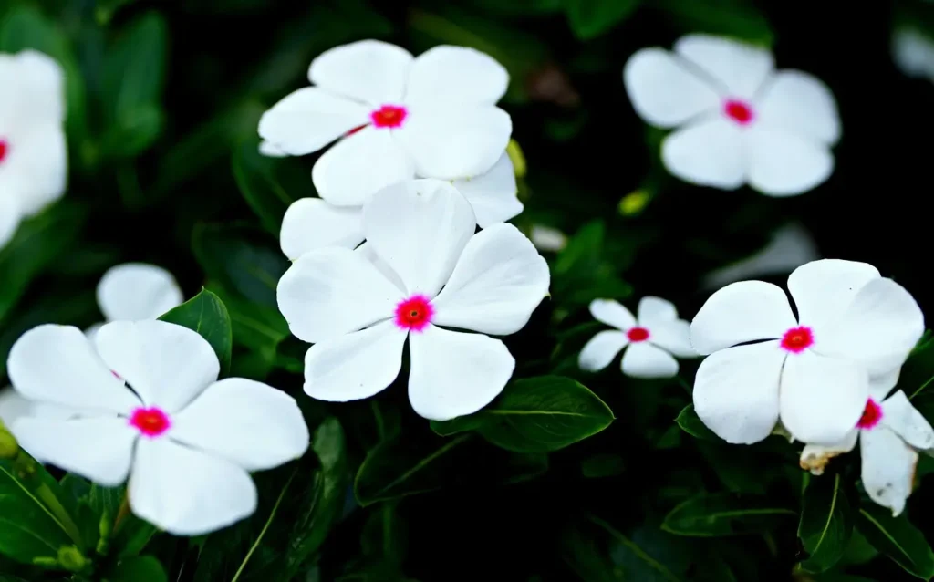 White Sada-bahar flowers growing in a garden
