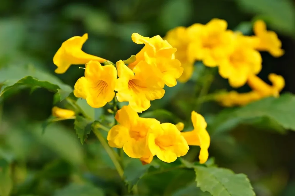 Bright yellow Tecoma bells shrub in a garden.