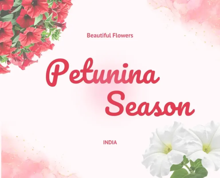 Petunia flower season - Multi color blooms