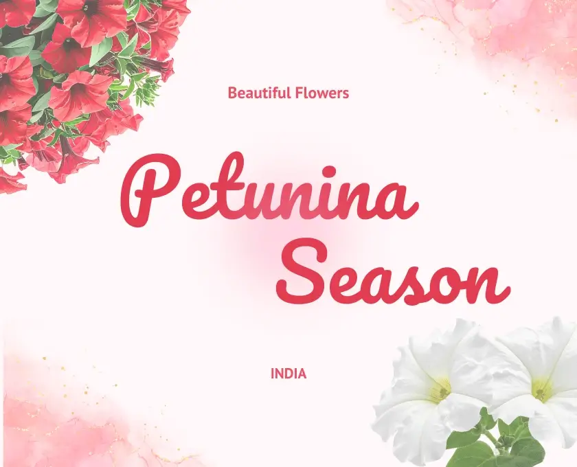 Petunia flower season - Multi color blooms