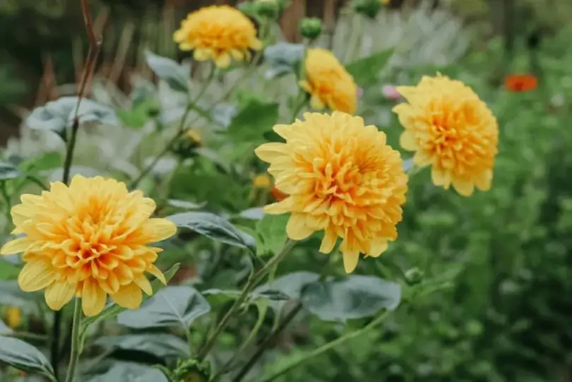 beautiful-yellow-dahlia-flower