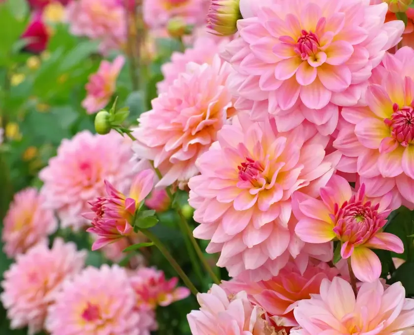Pink dahlia flowering at Indian home garden