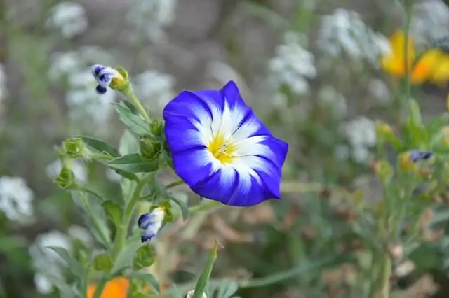blue-white-double-petunia