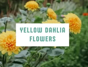 Yellow dahlia flower -explore plants varieties