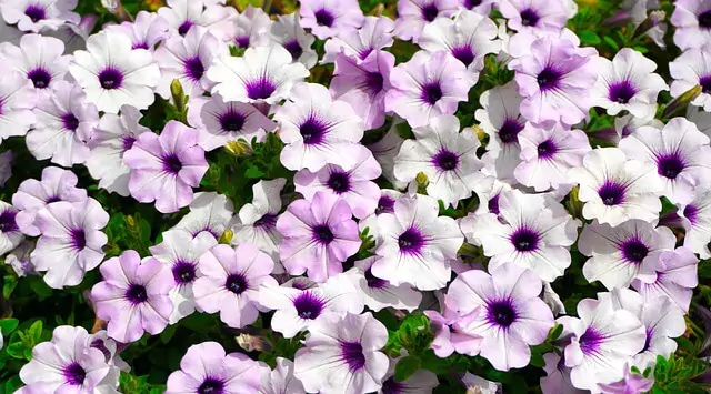 Petunia Flower Season in India