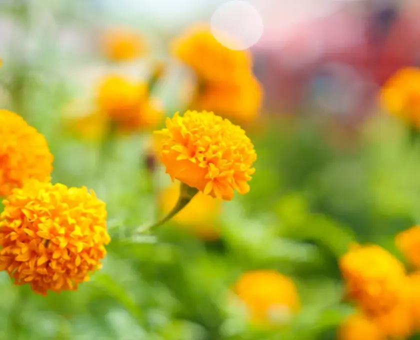 Marigold very useful plant with space beauty