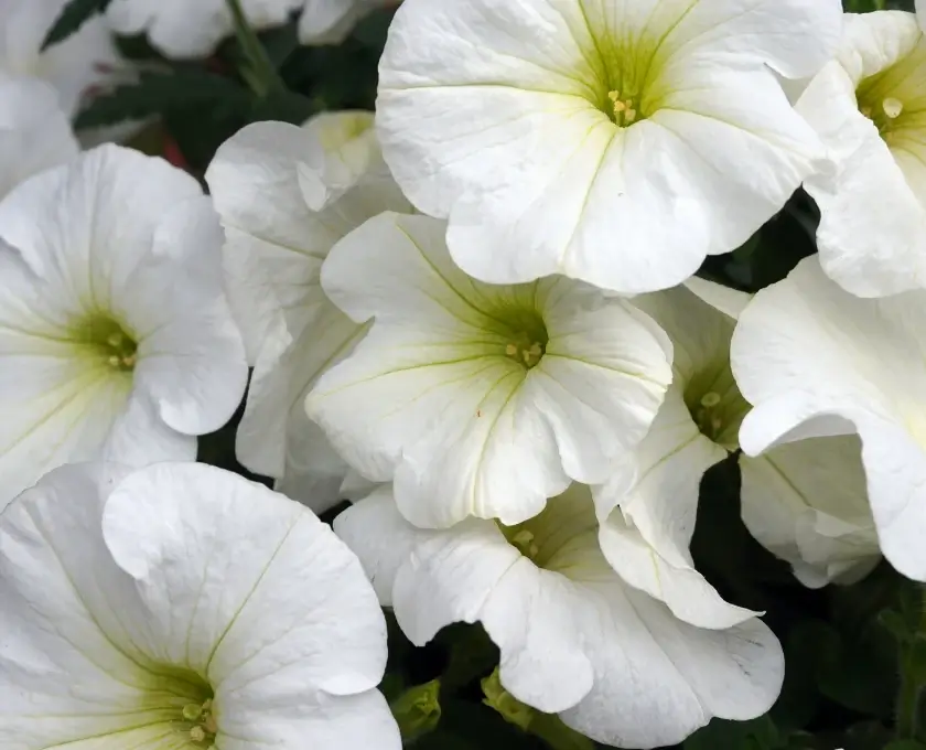 white petunia flowers blooming in winter garden
