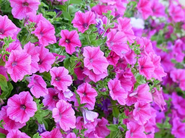 pink-petunia