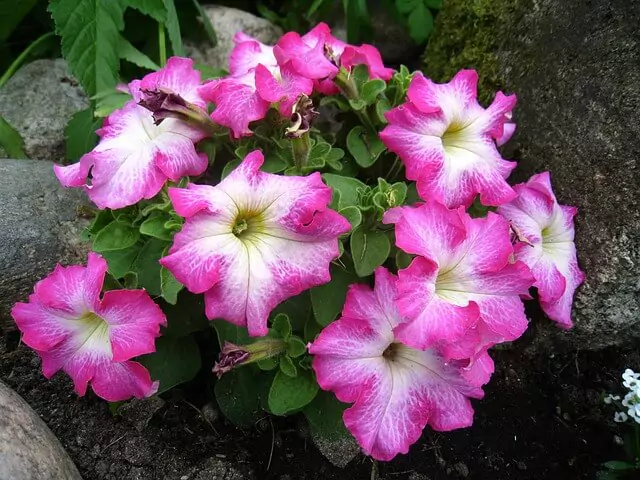 pink-white-shade