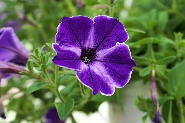 purple-petunia-dark