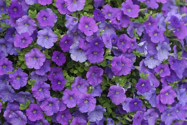 purple-petunia-flowers