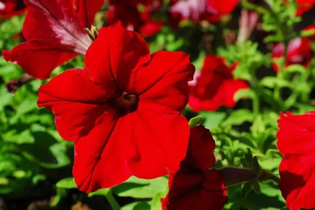 red-petunia