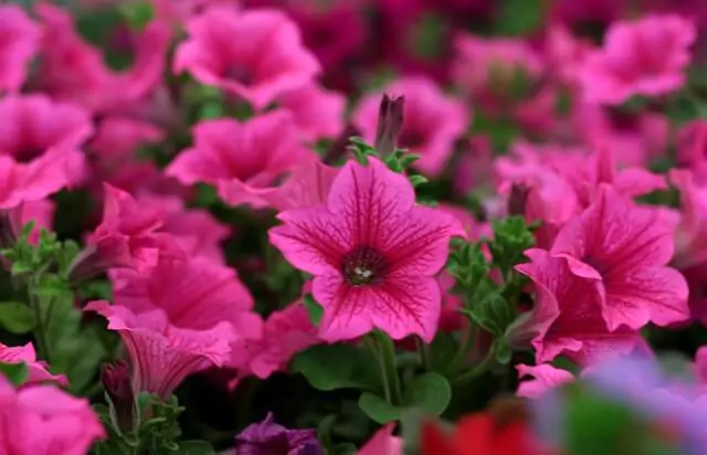 rose-red-petunia