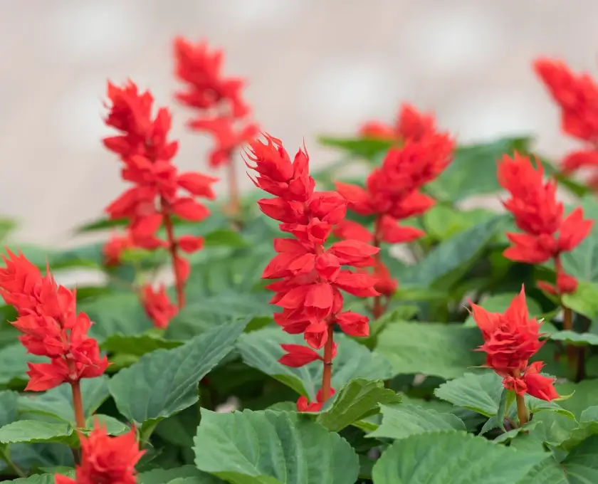 Red salvia with green leaves