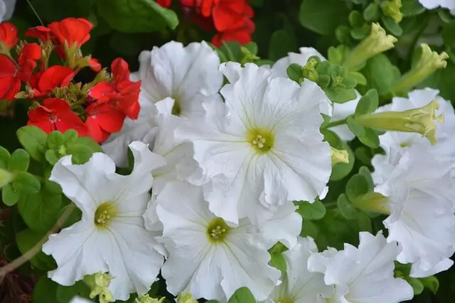 simple-white