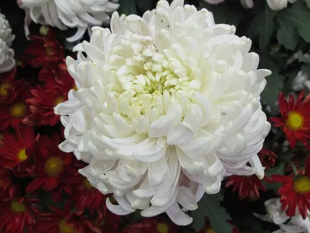 white-chrysanthemum-plant