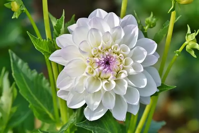 white-dahlia