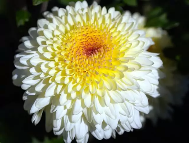 white-flower