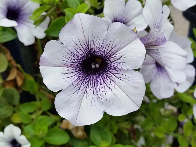 white-petunia-with-purple-shade