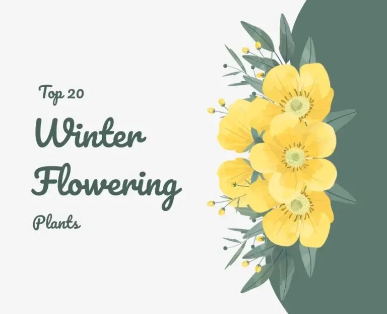 20 Best winter flowering plants with pictures