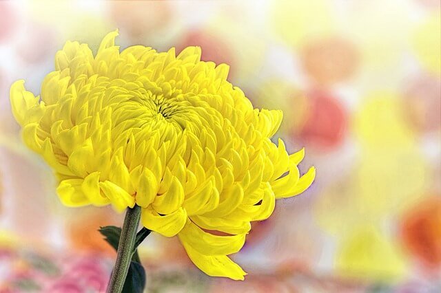 yellow-chrysanthemum-flower