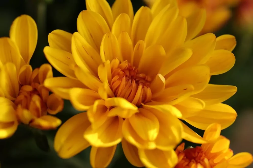 yellow-chrysanthemum-plant