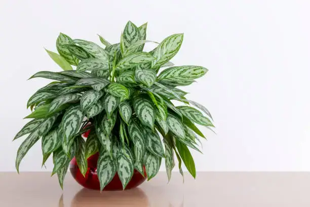 chinese evergreen indoor plant