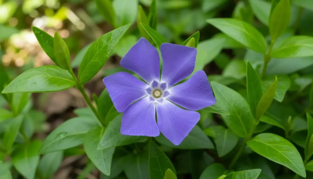 Purple Periwinkle flower and shiny green leaves in shade