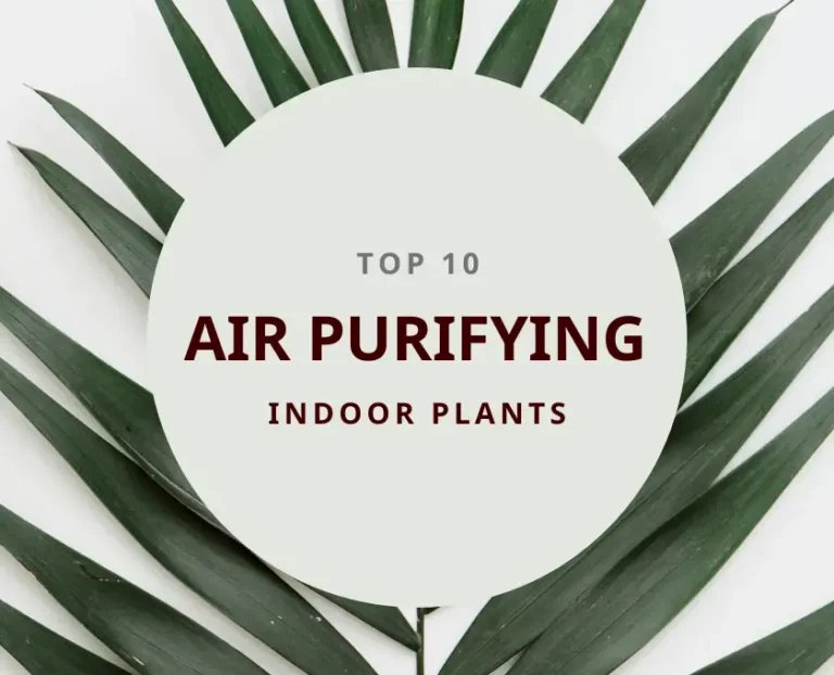 Air Purifying Indoor Plants with Names and Images