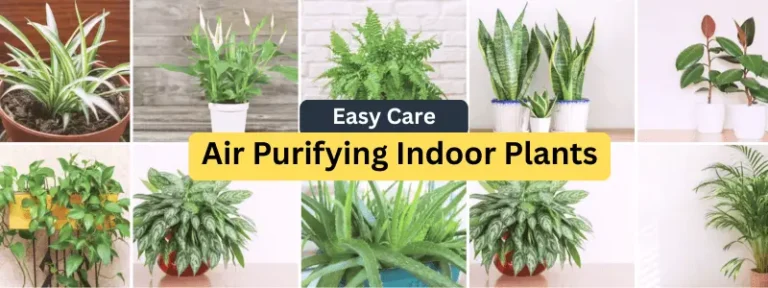 Air Purifying Indoor Plants with Names and Images