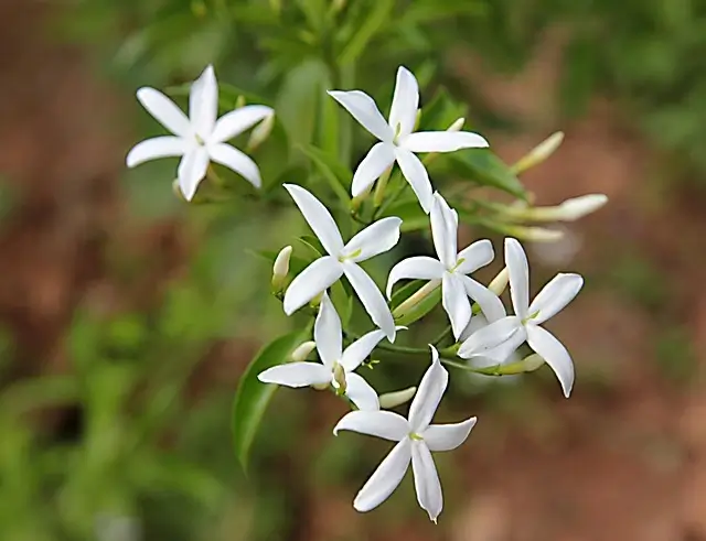 arabian-star-jasmine