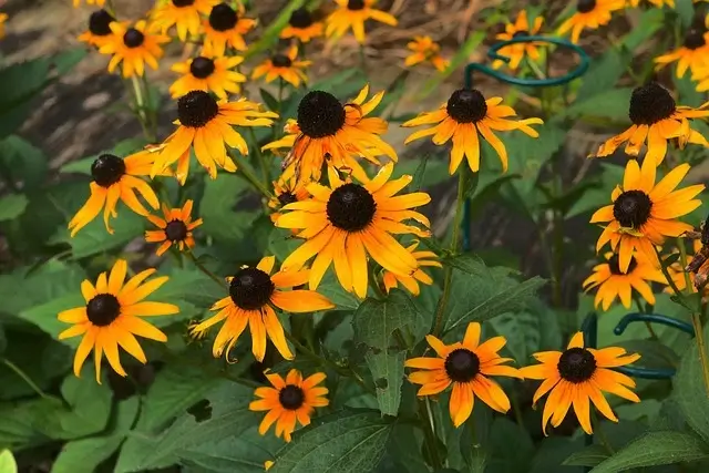 blackeyed-susans-vine