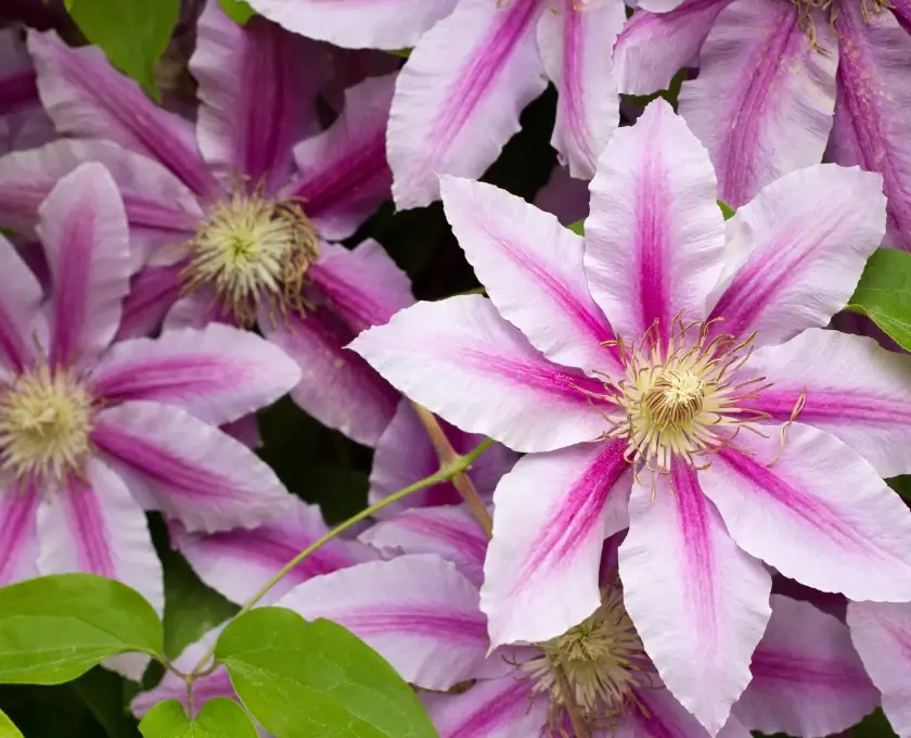 Clematis large pink flowers