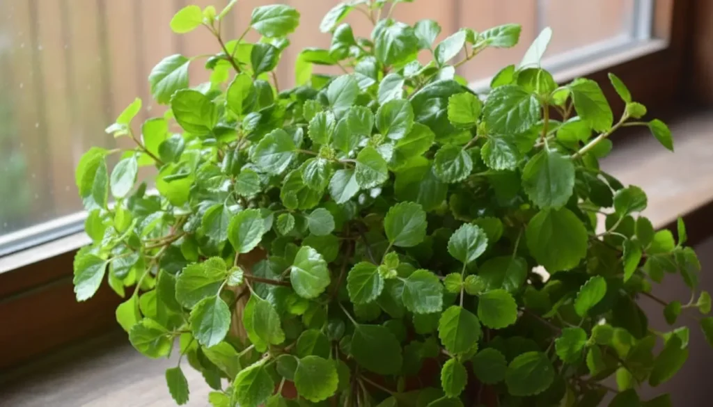 Green Creeping Charlie leaves growing in a pot