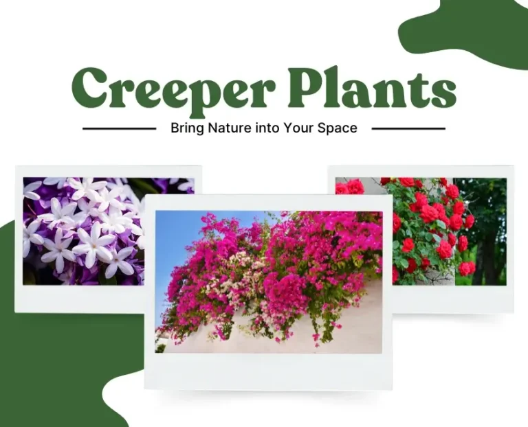 Top 10 Flowering Creeper Plants
