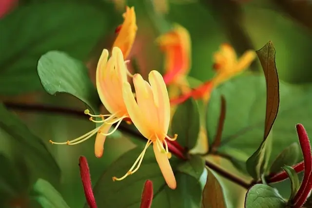 honeysuckle-flower