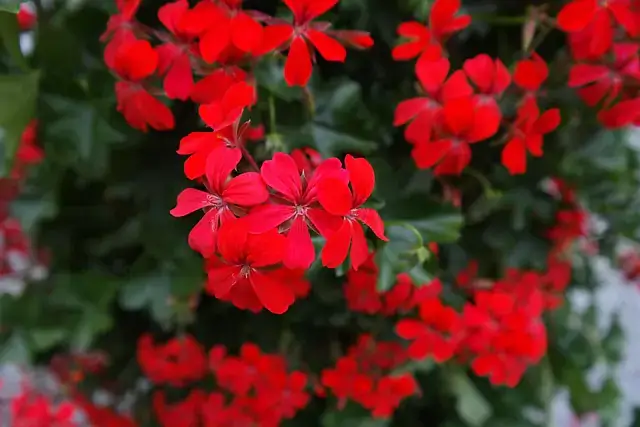 ivy-geranium-red