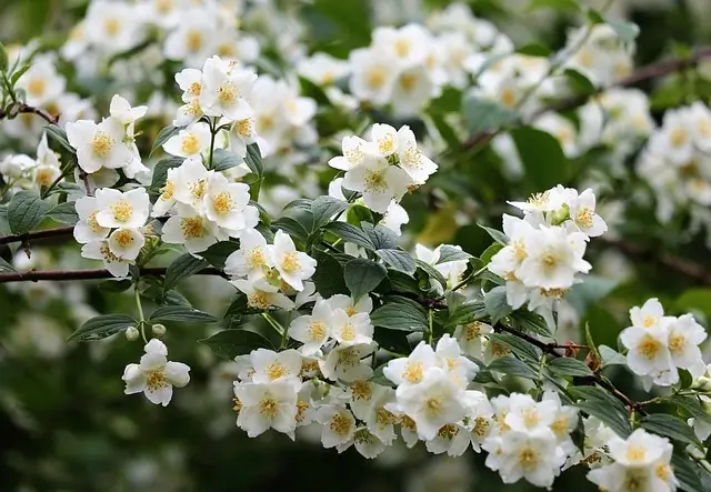 jasmine-branch