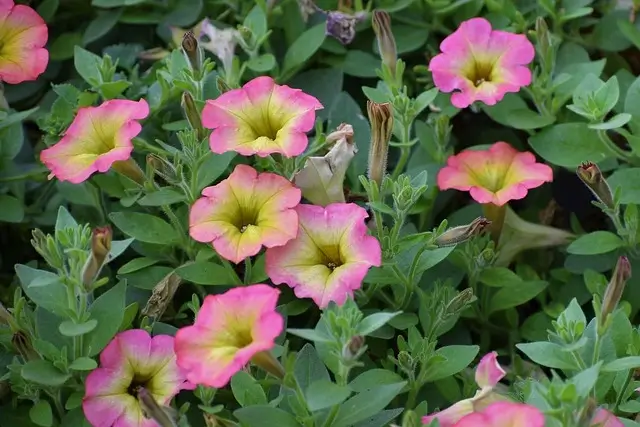 morning-glory-plant
