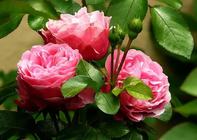 pink-rose-flowers