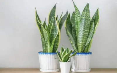 Snake Plant in living room - easy-care air purifier