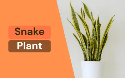 Low Light Snake Plant Leaves