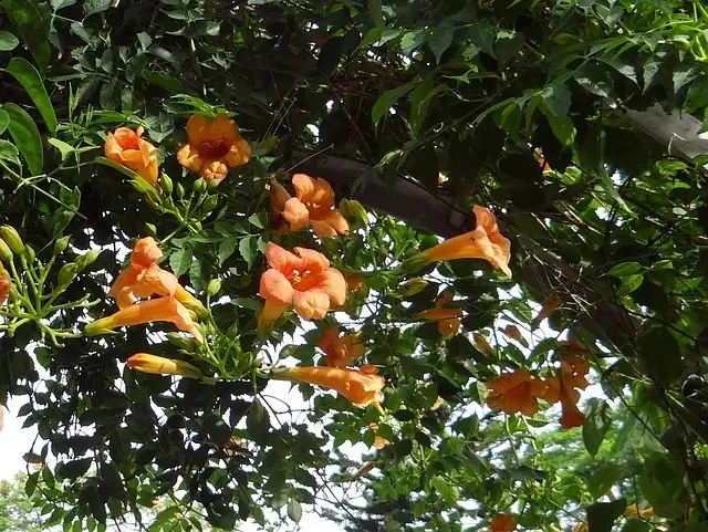 trumpet-vine