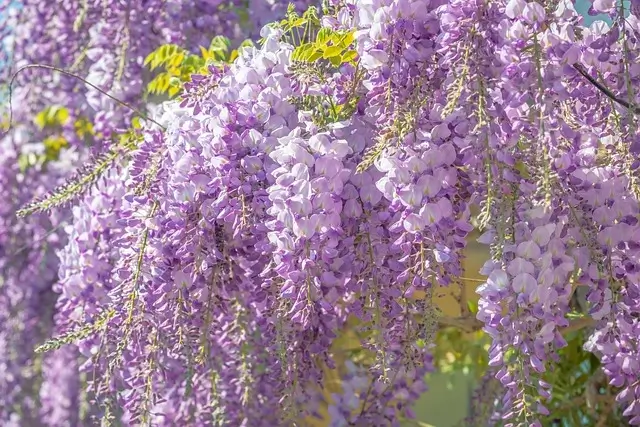 wisteria-climbing-vine
